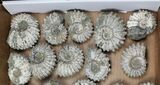 Lot: Kg Bumpy Ammonite (Douvilleiceras) Fossils - pieces #103219-1